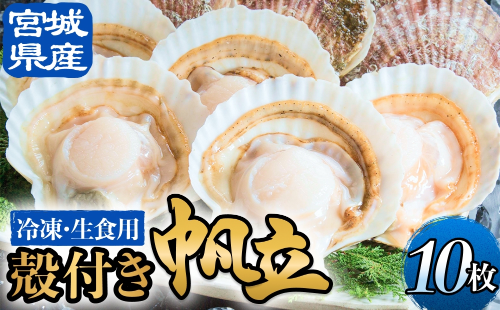 【冷凍・生食用】 殻付き帆立 10枚 帆立 ホタテ ほたて 殻付き 生食 生食用 肉厚