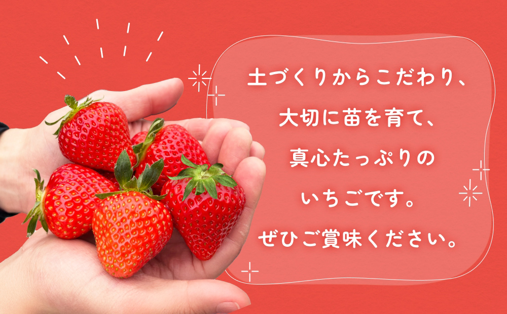 【2026年1月中旬発送開始】 いちご とちおとめ 恋みのり にこにこベリー とらいべりー 280g × 4  平パック 苺 イチゴ フルーツ 果物 ストロベリー ベリー デザート 甘み 酸味 宮城県 石巻市
