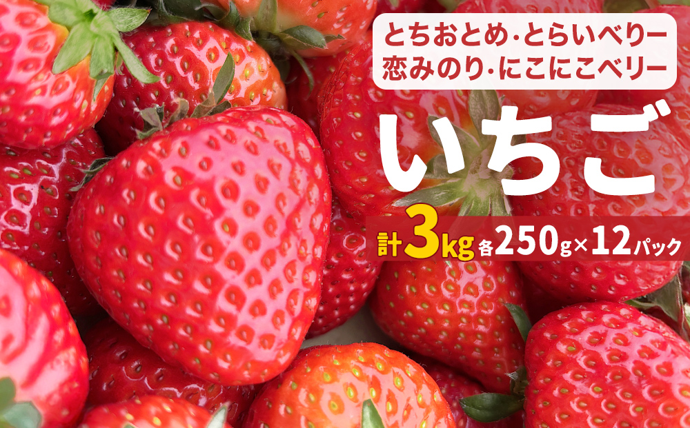 【2026年1月中旬発送開始】 いちご とちおとめ 恋みのり にこにこベリー とらいべりー 250g ×12  苺 イチゴ フルーツ 果物 ストロベリー ベリー デザート 甘み 酸味 宮城県 石巻市