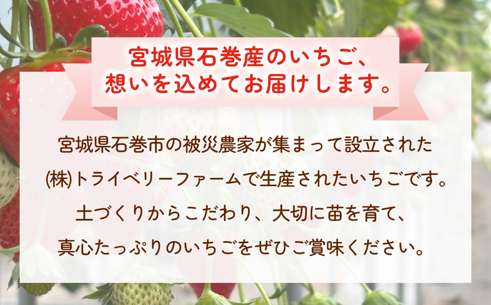 【2026年1月中旬発送開始】 いちご ちおとめ 恋みのり にこにこベリー とらいべりー 250g × 8 苺 イチゴ フルーツ 果物 ストロベリー ベリー デザート 甘み 酸味 宮城県 石巻市