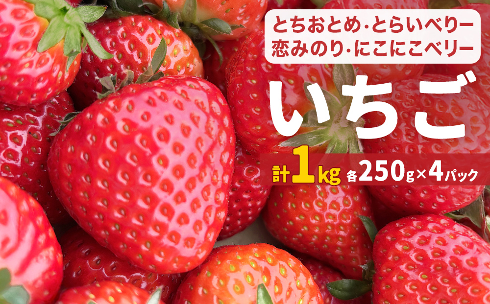 【2026年1月中旬発送開始】 いちご とちおとめ 恋みのり にこにこベリー とらいべりー 250g × 4  苺 イチゴ フルーツ 果物 ストロベリー ベリー デザート 甘み 酸味 宮城県 石巻市