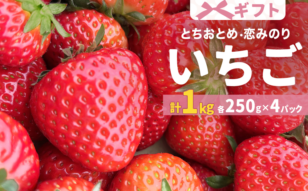 【2026年1月中旬より発送開始】 いちご 恋みのり とちおとめ 250g×4パック ギフト 苺  イチゴ フルーツ 果物 ストロベリー ベリー デザート 甘み 酸味 宮城県 石巻市