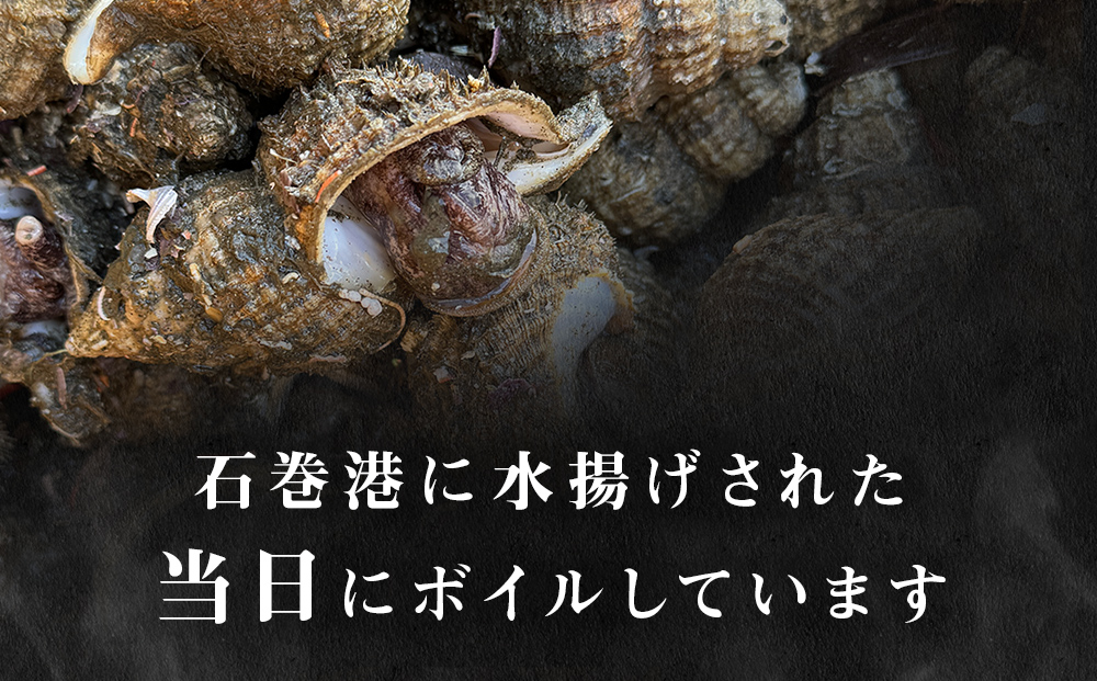 おかずつぶ ４袋セット 1袋 260g（ 固計量150g ）アヤボラ貝 宮城県産 ご飯のお供 おつまみ 冷凍