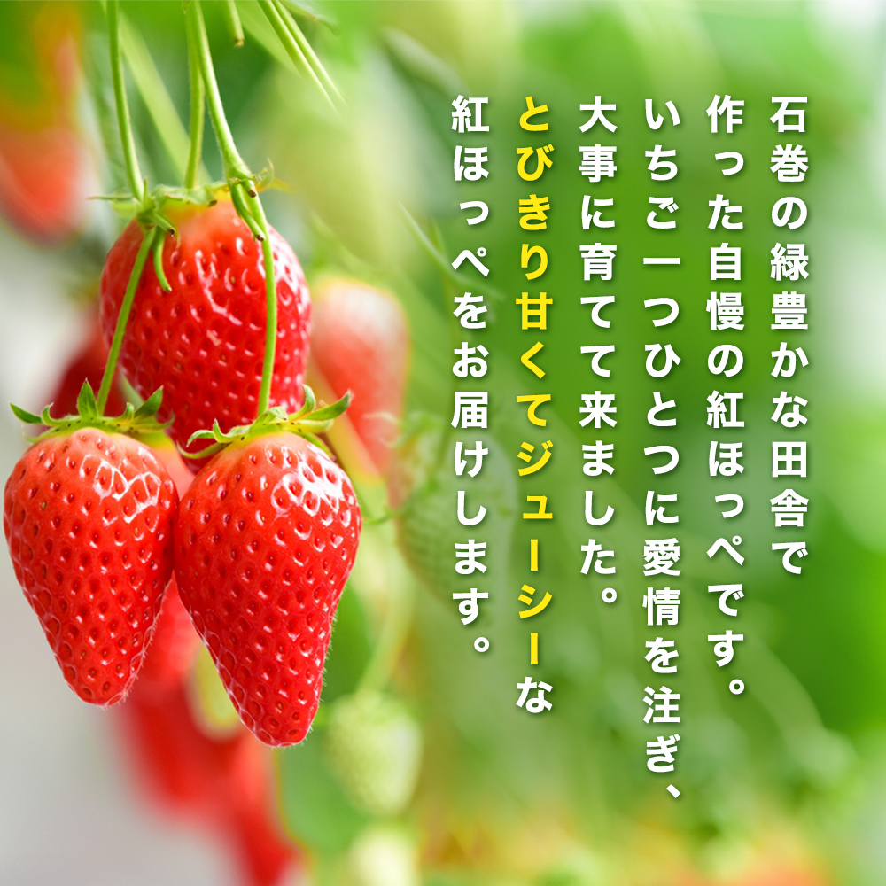 ãæ°ééå®ã ãžã¥ãŒã·ãŒ çŽ
ã»ã£ãº 500g ïŒ250g à 2ïŒ èº ãã¡ã ã€ã㎠ã¹ããããªãŒ æç© ãã«ãŒã çã¿ çã é
žå³ å®®åç å®®å ç³å·»åž ç³å·»