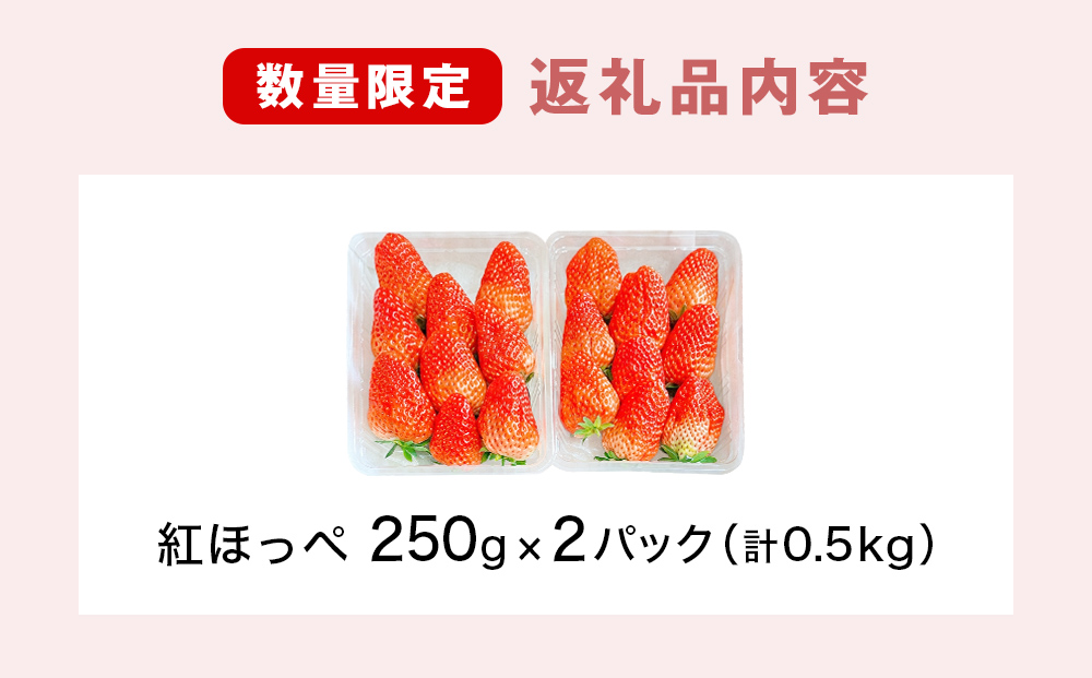《数量限定》 ジューシー 紅ほっぺ 500g （250g × 2） 苺 いちご イチゴ ストロベリー  果物 フルーツ 甘み 甘い 酸味 宮城県 宮城 石巻市 石巻