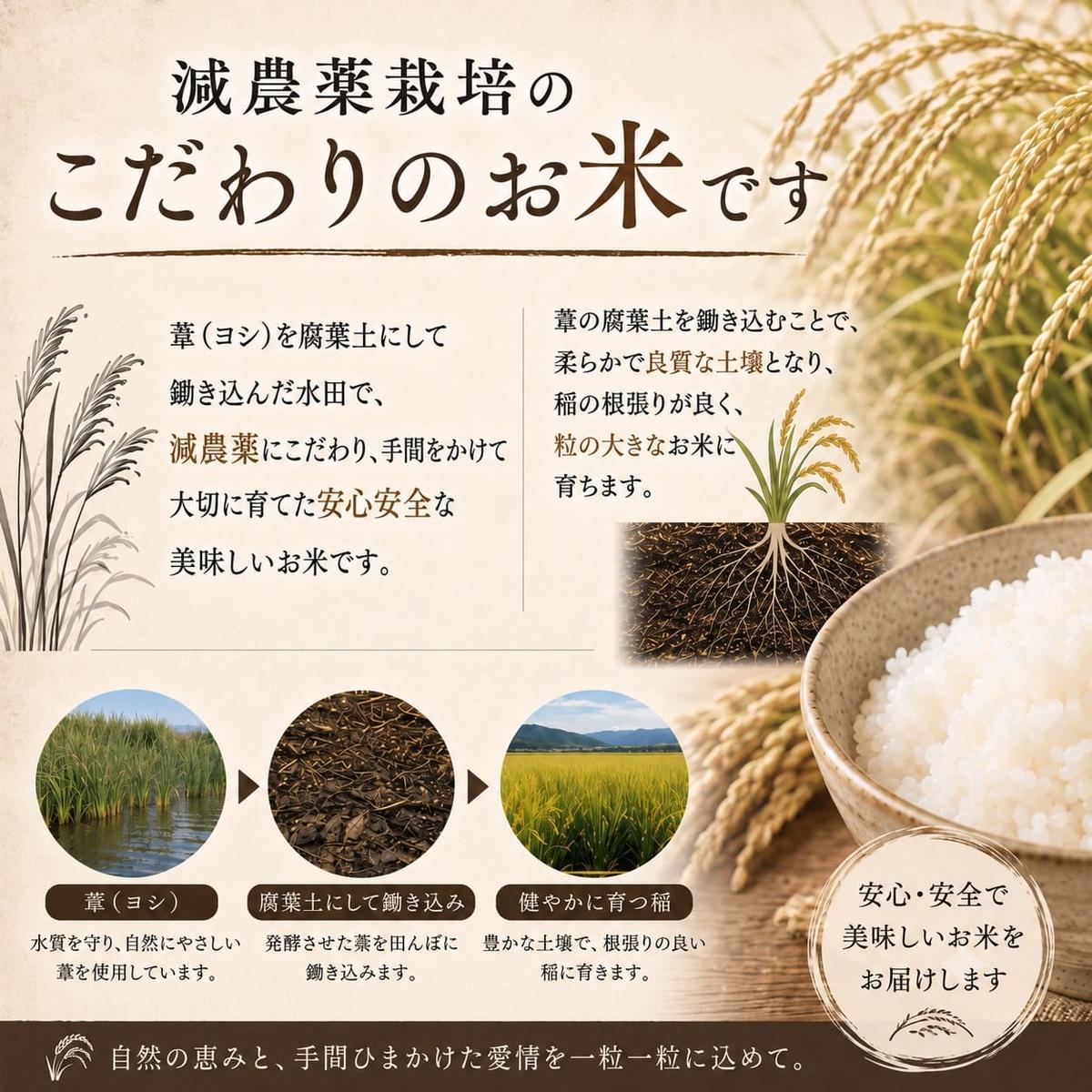 【10月配送】 ＜先行予約＞ 米 令和8年産 つや姫  精米 5kg 単品 新米 こめ コメ お米 ご飯 白米 ツヤ姫