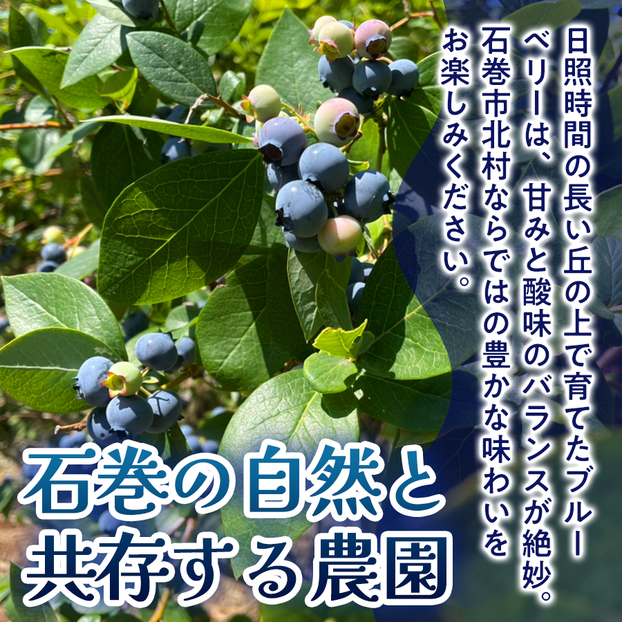 ＜ 先行予約 ＞ ドライブルーベリー 50g 無添加 摘みたて 砂糖不使用 ノンオイル ドライフルーツ