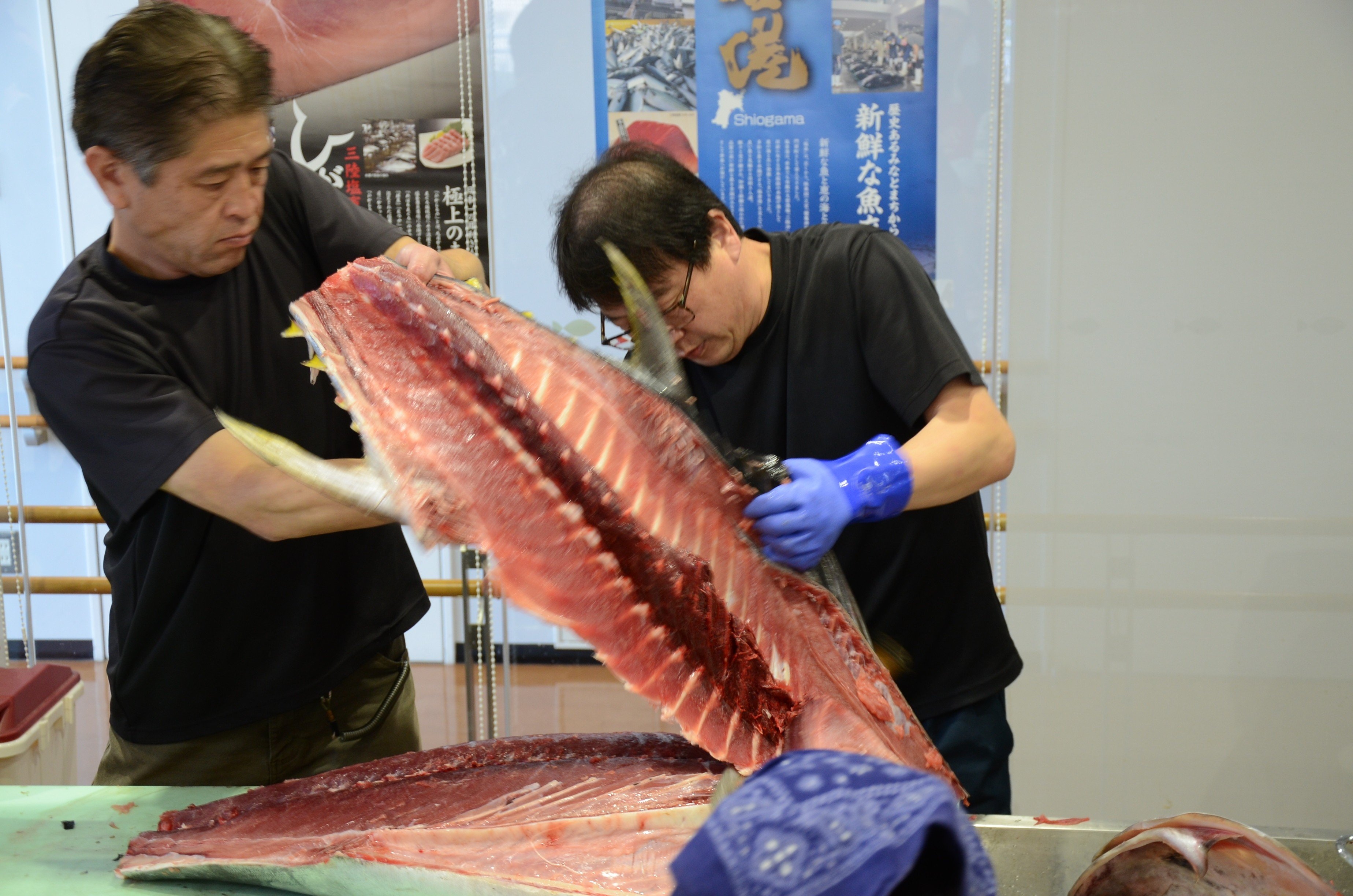 塩竈産マグロ解体体験！丸ごと1本食べつくそう！｜gt00001 塩竈市 塩釜 合同会社ツナらいふ