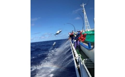 繧上i辟シ魏ケ縺溘◆縺 3000g | at00002-3kg | 魏ケ 襍、霄ォ 鬲 蛻コ霄ォ 縺雁絢霄ォ 豬キ魄ョ 蜀キ蜃 阯∫┥縺 縺溘◆縺 譏手ア 螳ョ蝓守恁 蝪ゥ遶蟶