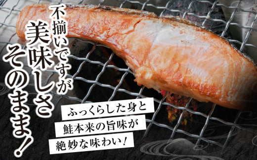 訳あり  銀鮭 切身 甘口  ( 不揃い )  約1kg 鮭 冷凍 わけあり ワケあり 切り身 サケ カマ尻尾込み ss00006