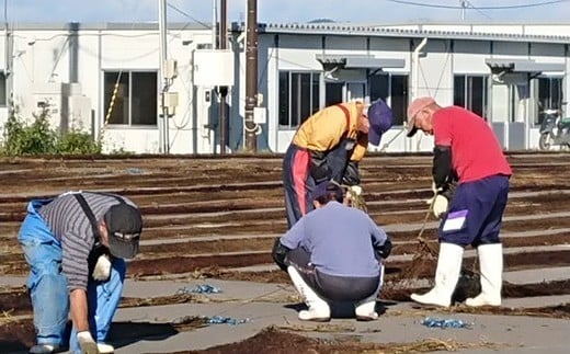 しおがま浦戸名産　焼のり(１パック10枚入り) ×５個 (50枚) gk00001