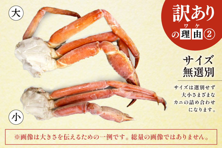 訳あり ボイル ずわいがに 肩付き脚 総重量1kg [カネダイ 宮城県 気仙沼市 20564325] カニ かに 魚介類 ズワイガニ ずわい蟹 ズワイ蟹 ずわい ズワイ 蟹 カニ カニ脚 蟹脚 不揃い 規格外 海鮮 ご褒美