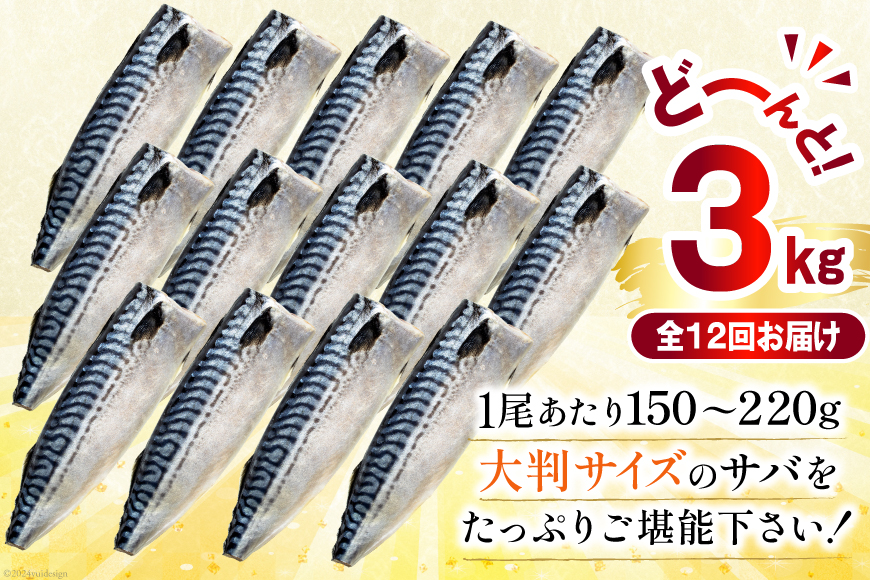 12回 定期便 訳あり 塩サバ フィレ 3kg 総計36kg [足利本店 宮城県 気仙沼市 20564960] 魚介類 魚 サバ サバフィレ さば 鯖 サバフィーレ 鯖フィレ 切り身 冷凍 訳アリ 訳ありサバ 大容量 わけあり トロ