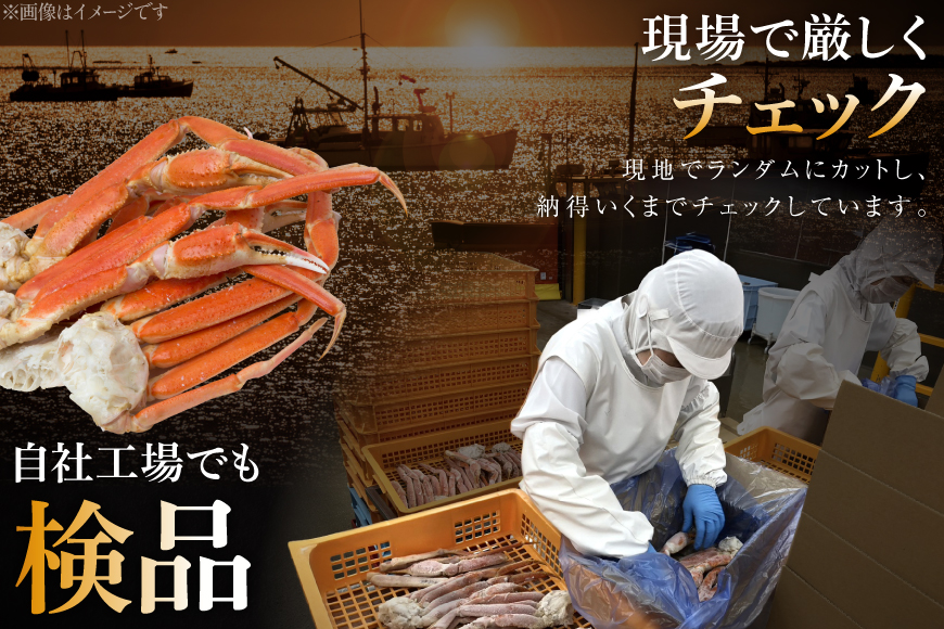 訳あり ボイル ずわいがに 肩付き脚 総重量1kg [カネダイ 宮城県 気仙沼市 20564325] カニ かに 魚介類 ズワイガニ ずわい蟹 ズワイ蟹 ずわい ズワイ 蟹 カニ カニ脚 蟹脚 不揃い 規格外 海鮮 ご褒美