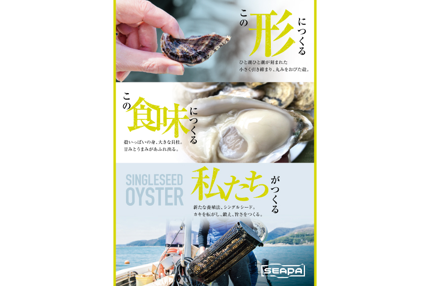 殻付き牡蠣 生食用 三倍体牡蠣 島乙女 約840g 12個入 [カネキ水産 宮城県 気仙沼市 20565985] 牡蠣 期間限定 冷蔵 新鮮 濃厚 カキ かき 生牡蠣 魚貝類 貝 海鮮 魚介類 なべ カキフライ 牡蠣ご飯 魚介