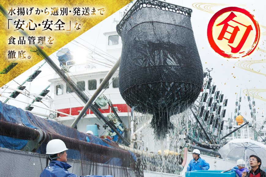 【期間限定発送】 生 さんま 10尾 [阿部長商店 宮城県 気仙沼市 20565760] 魚 サンマ 秋刀魚 生鮮 鮮魚 季節限定
