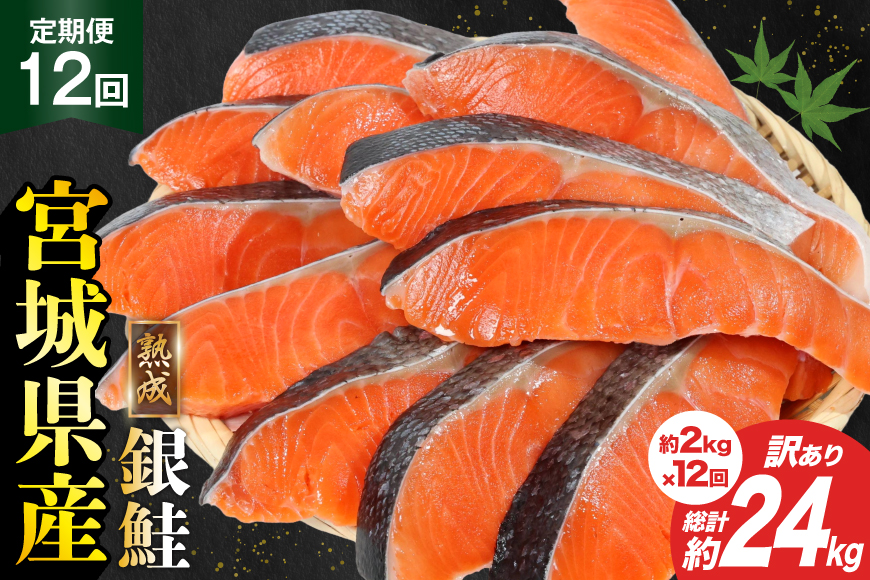 定期便 《12ヶ月連続お届け》 訳あり 宮城県産 熟成 銀鮭 切身 約2kg×12回 計24kg [宮城東洋 宮城県 気仙沼市 20564498] 魚 鮭 海鮮 国産 さけ 鮭 甘口 サケ 鮭切身 シャケ 切り身 冷凍 おかず 弁当 支援 事業者支援 サーモン