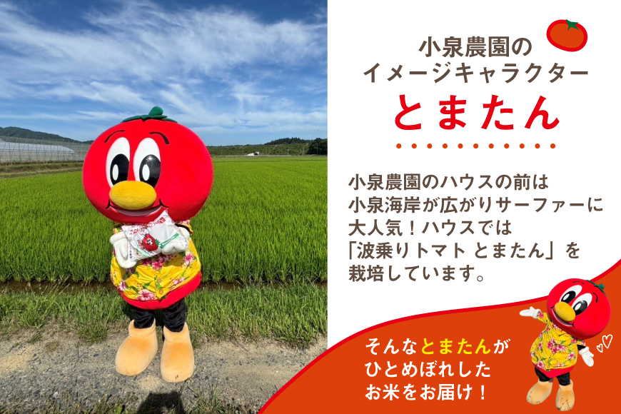 3回 定期便 米 宮城県産 とまたんのひとめぼれ 3kg 総計9kg [サンフレッシュ小泉農園 宮城県 気仙沼市 20566082] ひとめぼれ ブランド米 白米 精米 ご飯 ごはん コメ こめ お米 小分け 家庭用