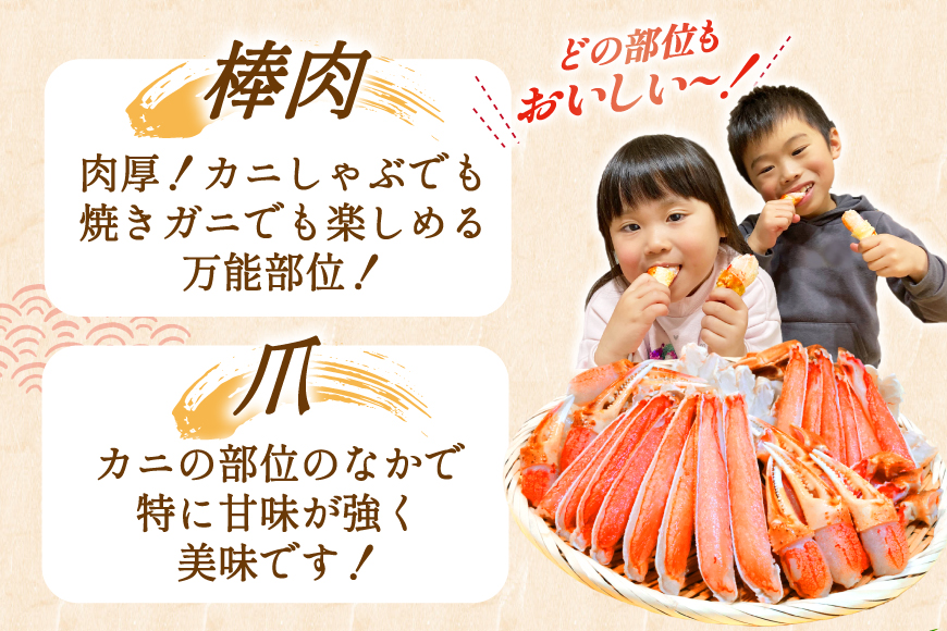 カット済 生 ずわいがに むき身 セット 総重量 1.5kg (正味重量1.2kg) 2-3Lサイズ [カネダイ 宮城県 気仙沼市 20565690] かに カニ ズワイガニ ずわい ズワイ 蟹 棒肉 ポーション かに鍋 かにしゃぶ 生ずわい