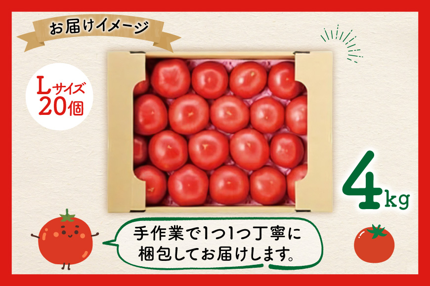 【期間限定発送】波乗り トマト とまたん 4kg (20個入) [サンフレッシュ小泉農園 宮城県 気仙沼市 20564139] 野菜 とまと 国産 夏野菜 やさい さっぱり サラダ サッパリ 新鮮 甘い カプレーゼ リコピン