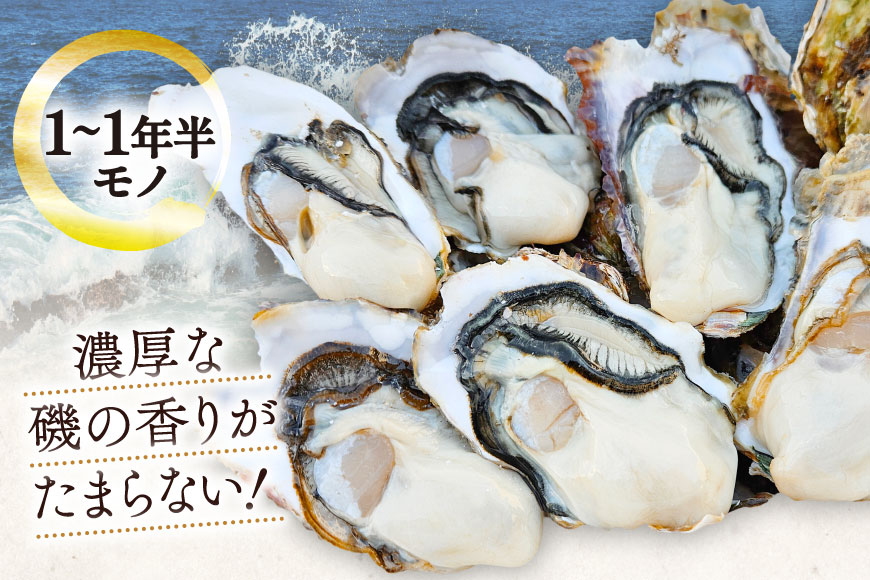 【期間限定発送】 牡蠣 小粒 1〜1年半モノ 生食 殻付き牡蠣 約2kg (約16〜22個入) [住喜水産 宮城県 気仙沼市 20565055] 冷蔵 新鮮 濃厚 真牡蠣 カキ かき 生牡蠣 魚貝類 貝 海鮮 魚介類 なべ カキフライ 牡蠣ご飯 魚介