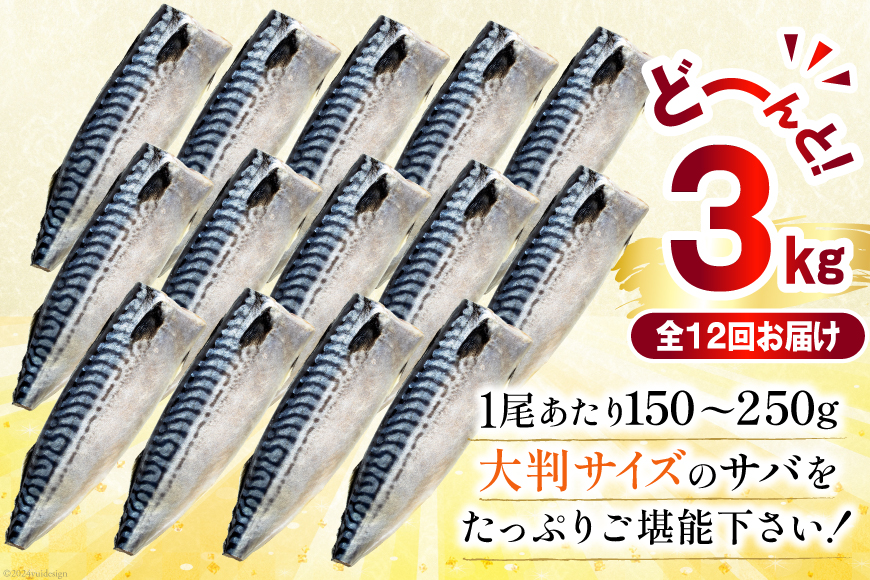 12回 定期便 訳あり 塩サバ フィレ 3kg 総計36kg [足利本店 宮城県 気仙沼市 20564960] 魚介類 魚 サバ サバフィレ さば 鯖 サバフィーレ 鯖フィレ 切り身 冷凍 訳アリ 訳ありサバ 大容量 わけあり トロ