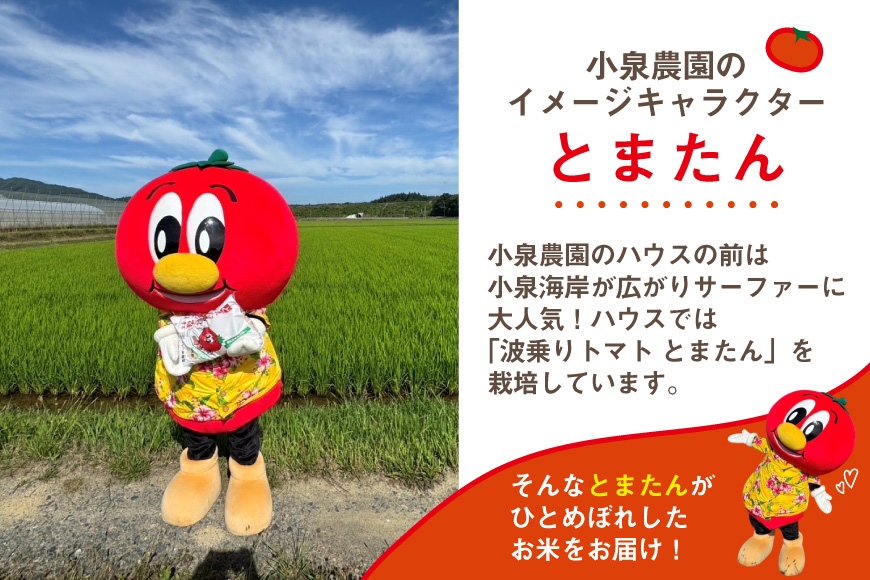 3回 定期便 米 宮城県産 とまたんのひとめぼれ 10kg (5kg×2袋) 総計30kg [サンフレッシュ小泉農園 宮城県 気仙沼市 20566086] ひとめぼれ ブランド米 白米 精米 ご飯 ごはん コメ こめ お米 小分け 家庭用