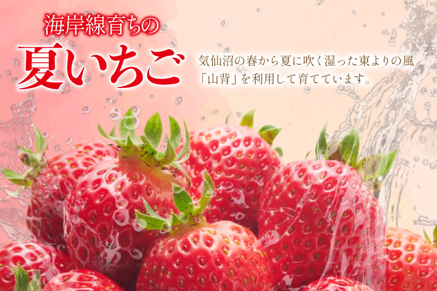 訳あり 冷凍 夏いちご すずあかね 約1kg [水山養殖場 宮城県 気仙沼市 20564004] 果物 イチゴ いちご 苺 簡易包装 フルーツ