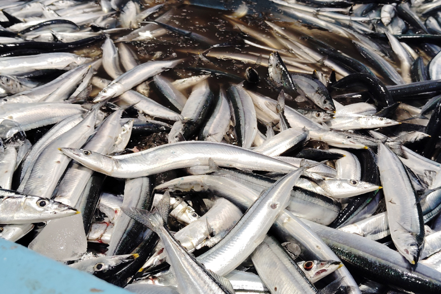 缶詰 やわらかさんま 醤油煮 ＆ 味噌煮 各4缶 計8缶 [ミヤカン 宮城県 気仙沼市 20564175] サンマ さんま 秋刀魚 みそ煮 しょうゆ煮 おかず 小分け 常備 ストック 長期保存