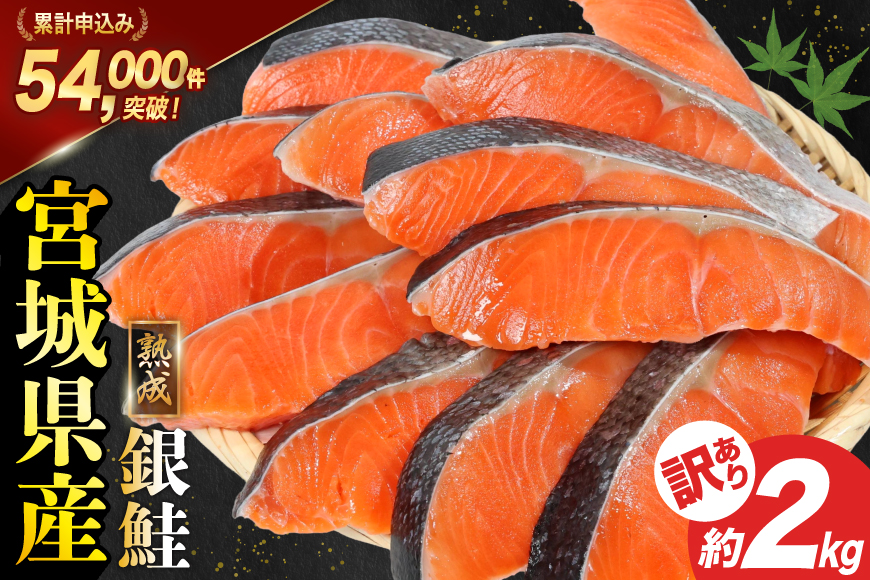 訳あり 宮城県産 熟成 銀鮭 切身 約2kg [宮城東洋 宮城県 気仙沼市 20563343] 鮭 海鮮 魚介類 国産 さけ 鮭 甘口 サケ 鮭切身 シャケ 切り身 冷凍 おかず 弁当 支援 事業者支援 サーモン 魚 銀鮭切り身
