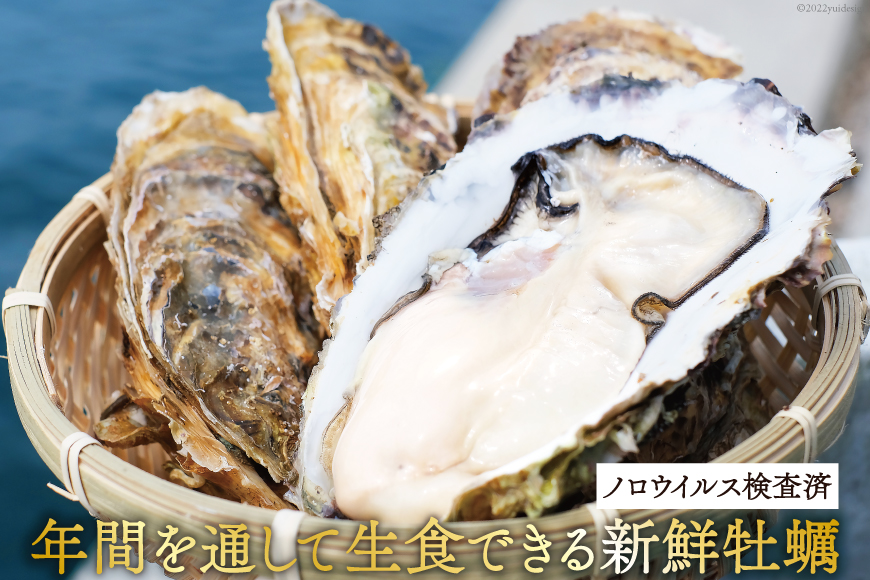 【期間限定発送】 TVで紹介！ 牡蠣 3～4年モノ 生食 殻付き牡蠣 約3kg(約16-18個入) [住喜水産 宮城県 気仙沼市 20564186] 期間限定 冷蔵 新鮮 濃厚 真牡蠣 カキ かき 生牡蠣 魚貝類 生牡蠣 貝 海鮮 魚介類 なべ カキフライ 牡蠣ご飯 魚介