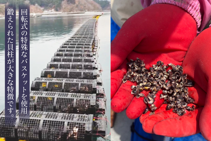 殻付き牡蠣 生食用 三倍体牡蠣 島乙女 約840g 12個入 [カネキ水産 宮城県 気仙沼市 20565985] 牡蠣 期間限定 冷蔵 新鮮 濃厚 カキ かき 生牡蠣 魚貝類 貝 海鮮 魚介類 なべ カキフライ 牡蠣ご飯 魚介