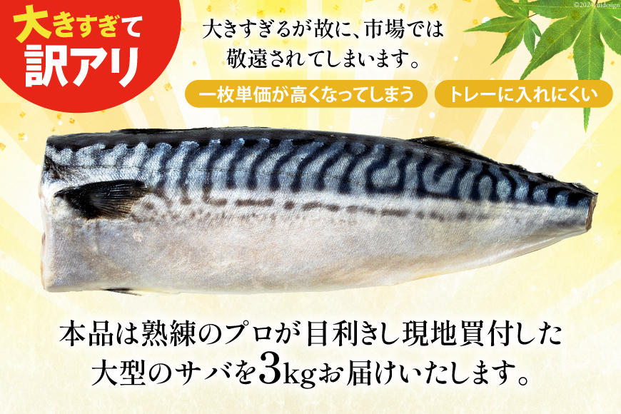 12回 定期便 訳あり 塩サバ フィレ 3kg 総計36kg [足利本店 宮城県 気仙沼市 20564960] 魚介類 魚 サバ サバフィレ さば 鯖 サバフィーレ 鯖フィレ 切り身 冷凍 訳アリ 訳ありサバ 大容量 わけあり トロ