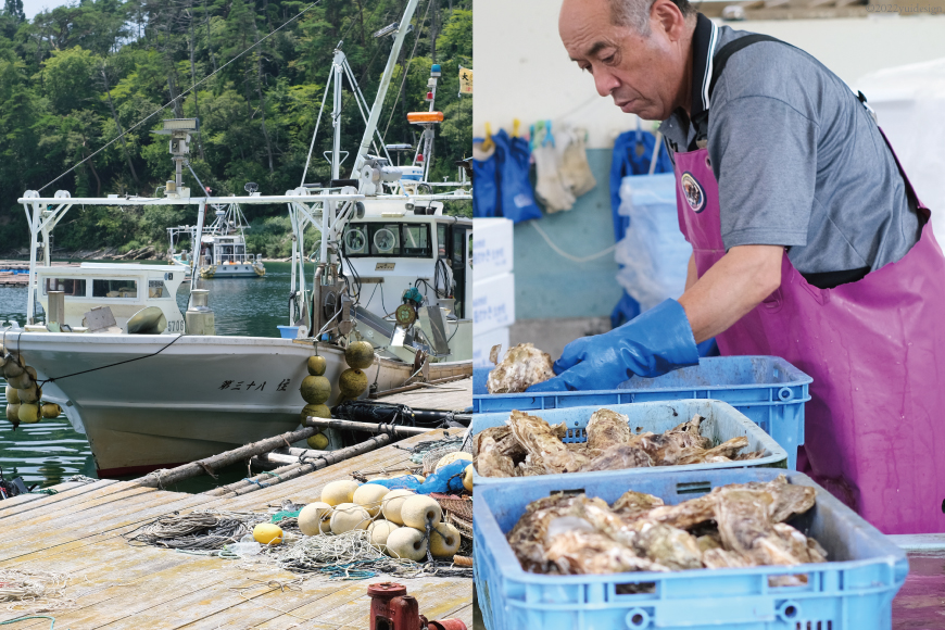 【期間限定発送】 TVで紹介！ 牡蠣 3～4年モノ 生食 殻付き牡蠣 約3kg(約16-18個入) [住喜水産 宮城県 気仙沼市 20564186] 期間限定 冷蔵 新鮮 濃厚 真牡蠣 カキ かき 生牡蠣 魚貝類 生牡蠣 貝 海鮮 魚介類 なべ カキフライ 牡蠣ご飯 魚介
