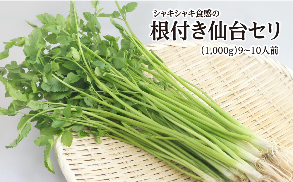 【期間限定】シャキシャキ食感の根付き仙台セリ（1,000g）9～10人前