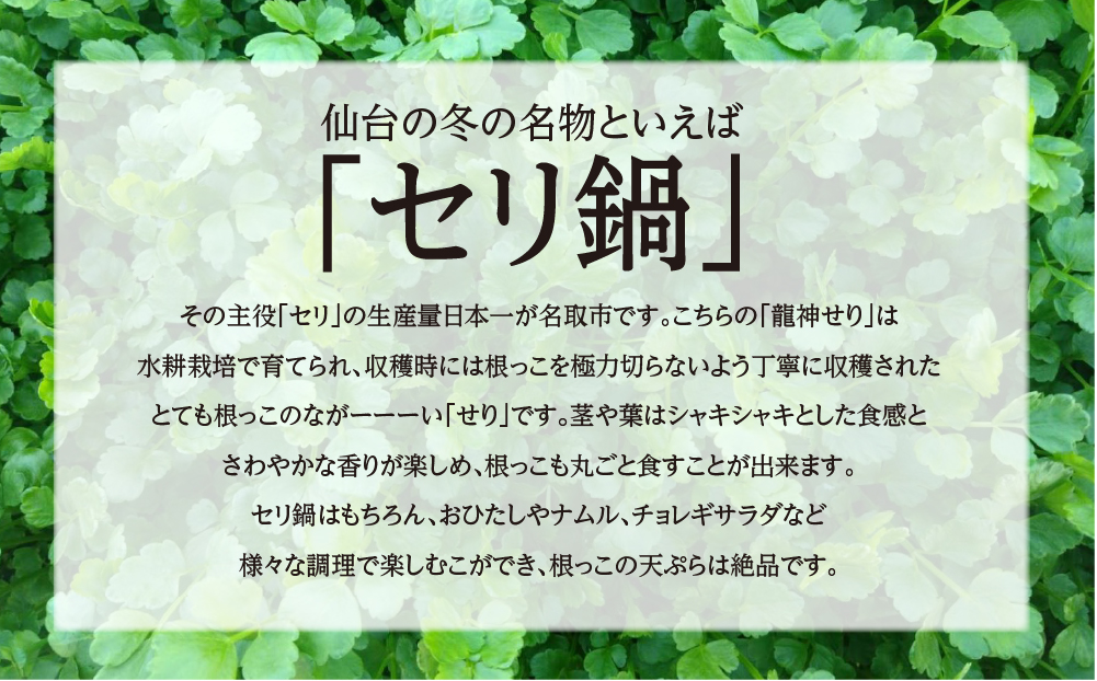 【期間限定】根が魅力の仙台龍神せり(1,000ｇ)9～10人前　（セリ鍋用出汁・スープ付）