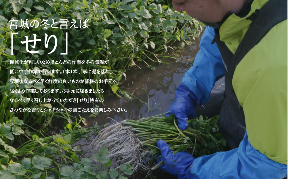 【期間限定】根が魅力の仙台龍神せり(1,000ｇ)9～10人前　（セリ鍋用出汁・スープ付）