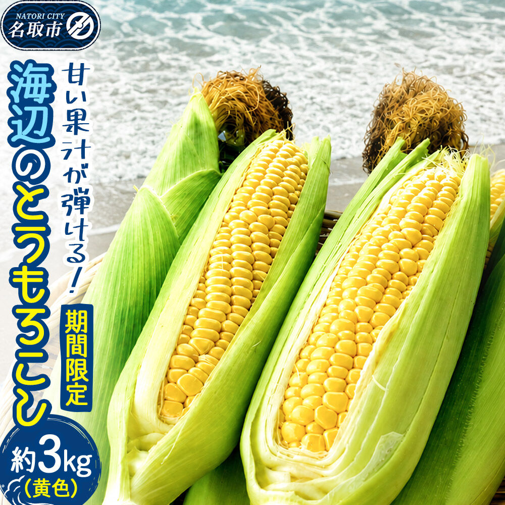 【期間限定】甘い果汁が弾ける！海辺のとうもろこし【黄色】約3kg（7～8本程度）イエローコーン [今が旬 トウモロコシ とうもろこし きみ キミ きび とうきび 甘い 宮城県名取市産 国産]