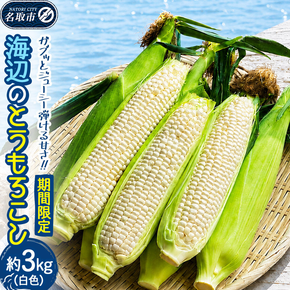 【期間限定】ガブッとジューシー弾ける甘さ！海辺のとうもろこし【白色】約3kg（7～8本程度）ホワイトコーン [今が旬 トウモロコシ とうもろこし きみ キミ きび とうきび 甘い 宮城県名取市産 国産]