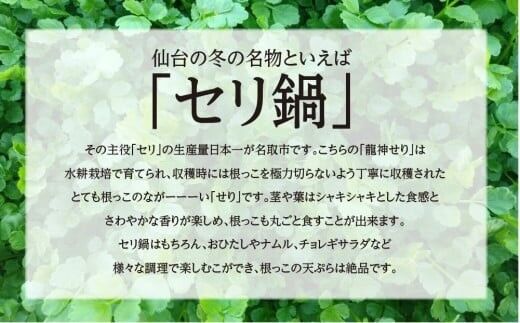 【期間限定】根付き仙台セリ鍋出汁セット（セリ鍋用出汁・スープ付）（700g）6〜7人前 [せり鍋 仙台名物 冬 ごちそう 惣菜 セリ]