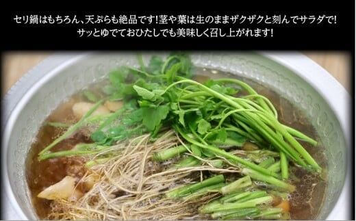 【期間限定】根っこがながーーーい 仙台龍神せり(1,000g)9〜10人前 [せり 仙台名物 セリ 野菜 鍋にどうぞ]