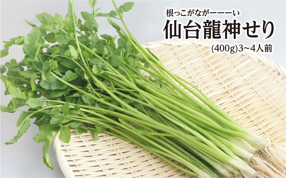 【期間限定】根っこがながーーーい 仙台龍神せり(400g)3〜4人前 [せり 仙台名物 セリ 野菜 鍋にどうぞ]