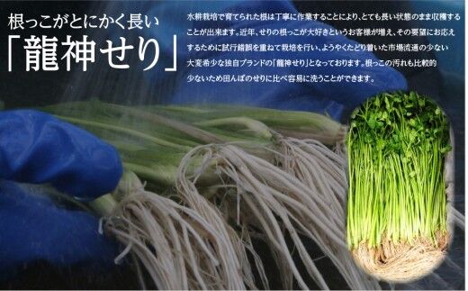 【期間限定】根が魅力の仙台龍神せり鍋出汁セット（セリ鍋用出汁・スープ付）(500ｇ)4〜5人前 [せり鍋 仙台名物 冬 ごちそう 惣菜 セリ]