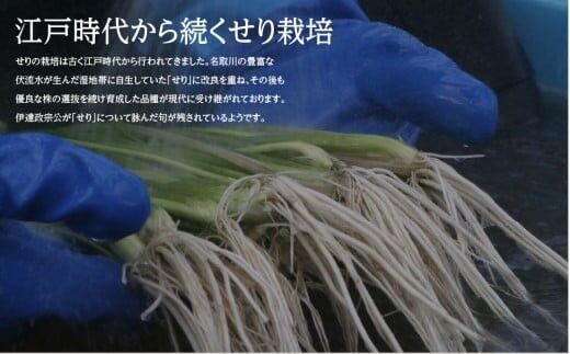 【期間限定】根付き仙台セリ鍋出汁セット（セリ鍋用出汁・スープ付）（500g）4〜5人前 [せり鍋 仙台名物 冬 ごちそう 惣菜 セリ]