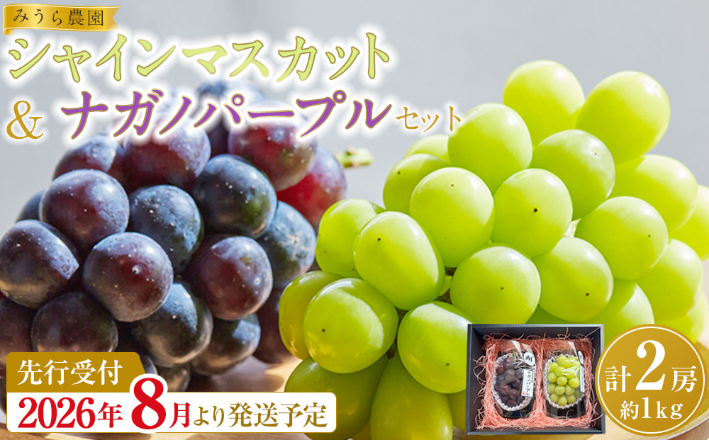 【みうら農園】シャインマスカット／ナガノパープル セット（各1房・計2房 約1kg）【8月下旬以降より順次発送】｜シャインマスカット ナガノパープル ぶどう 葡萄 宮城県角田市 フルーツ 果物 セット