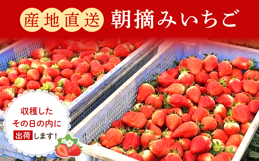 【角田市産地直送】朝摘みいちご「とちおとめ」合計約1kg（250g×4パック）