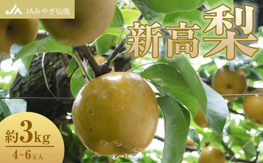 【JAみやぎ仙南】梨「新高」約3kg (4～6玉入)