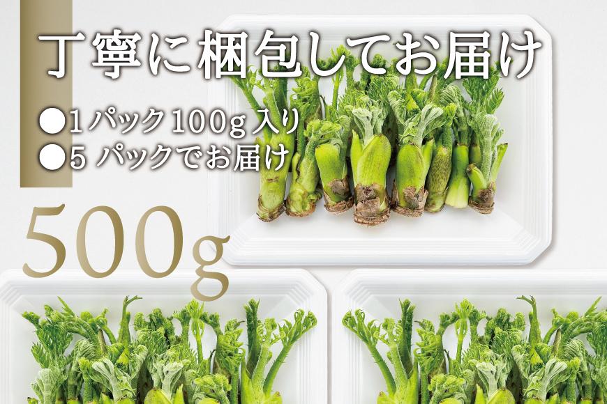 [宮城県角田市産]産地直送 朝採れ山菜 タラの芽 500g【12月下旬以降順次発送】