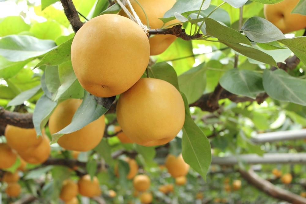 【2026年発送／先行予約】梨「新高」約5kg（5～7玉入）【松崎果樹園】｜梨 ナシ こだわりの梨 フルーツ 果物 旬の梨 宮城県角田市 約5kg