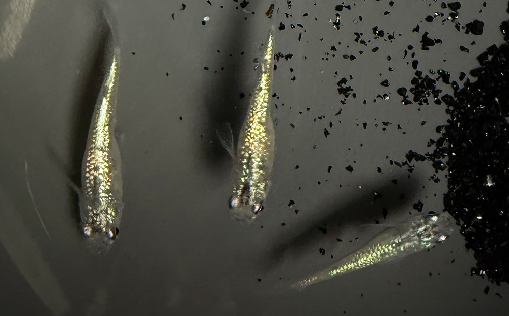 角田市産めだか（鬼ギャルシリーズ）　2ペア